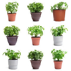 Set of fresh green parsley in different pots on white background