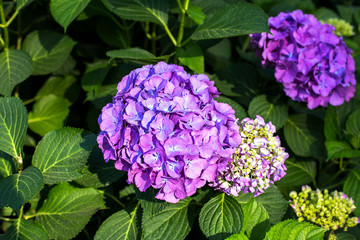 background of beautiful purple  hydrangea flower