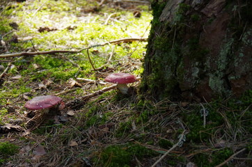 sea, beach, ocean, water,