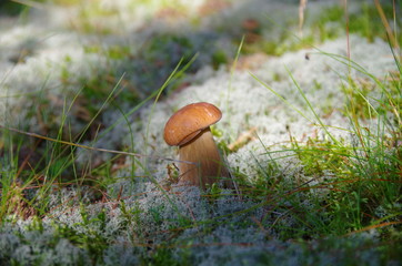 sea, beach, ocean, water,