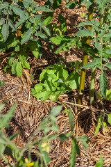 Au potager - légumes associées salades et tomates