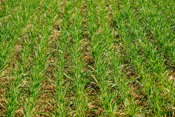 green grass and corn field