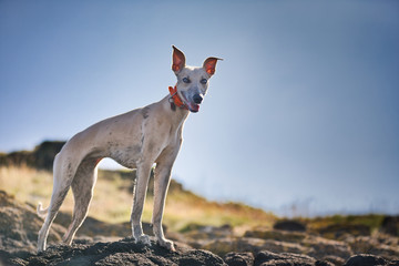 The Whippet