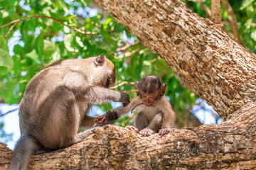 Little monkey portrait. Sits on a tree with his mom