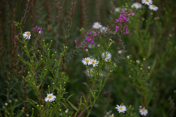 White and purple flowers