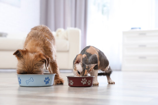 Adorable Dog And Cat Eating Pet Food Together At Home. Friends Forever