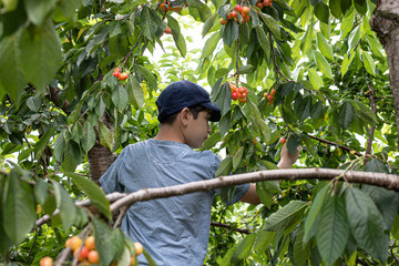 Boy picking cherries