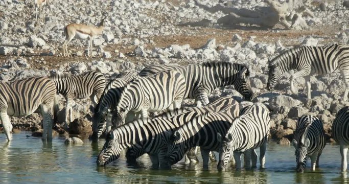 zebras drink water . South Africa, Namibia.