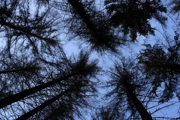 Low angular view dying forest