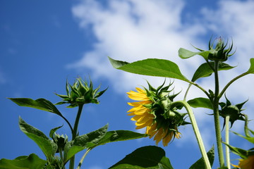 Sonnenblume - isoliert - vor blauen Himmel
