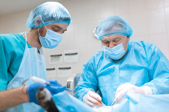 A surgeon veterinarian operates a dog in the operating room with an assistant..The medical team performs the sterilization operation. Gloved hands hold surgical instrument close up. Tinted in blue