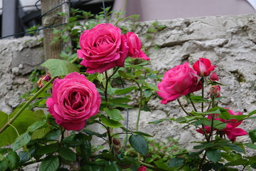 Rosen bl&uuml;hen an einer Mauer