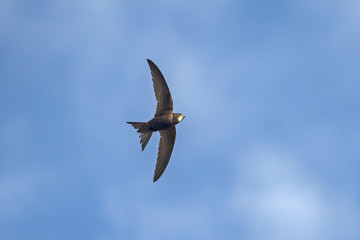 Flying swift. Common Swift (Apus apus).