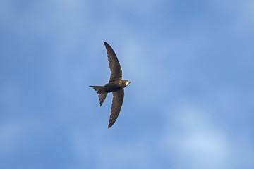 Flying swift. Common Swift (Apus apus).