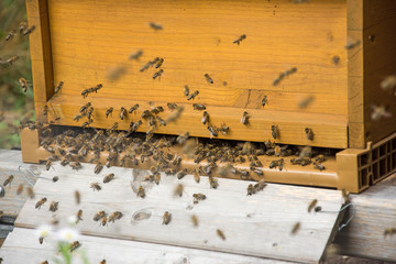 Honigbienen Bienenstock