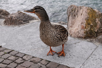 Ente am Hafen