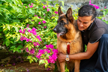 German Shepherd in Garden