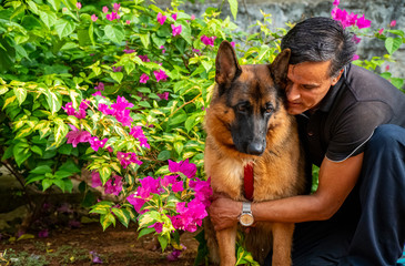 German Shepherd in Garden