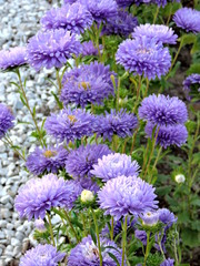 purple flowers in the garden
