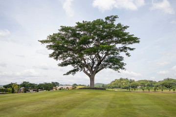 Fototapeta na wymiar Tree in golf course 