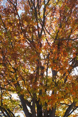 Autumn leaves tree sunny day