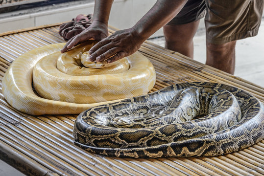 Manos de un domador de serpientes tocando una boa en un mercado local de Tailandia