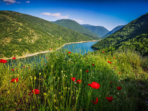 Macedonia mountains in summer, sunny day with colourful flowers in first plan and lake in background