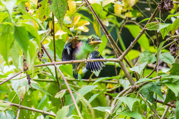 Long-tailed Broadbill sticking on branches