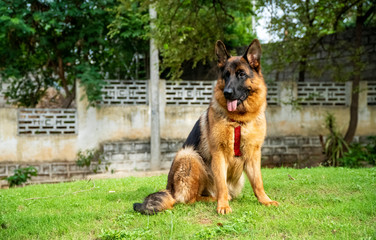 German Shepherd in Garden
