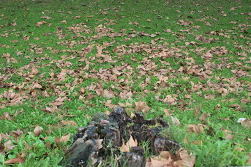 young plants in the garden