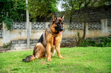 German Shepherd in Garden
