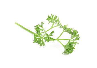 Fresh green organic parsley on white background