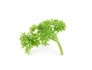 Fresh green organic parsley on white background