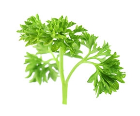 Fresh green organic parsley on white background