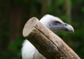 Vautour