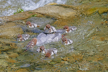 Gänsesäger mit Jungen in der Sense, Schweiz