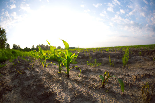 Young Shoots Of Corn Closeup.