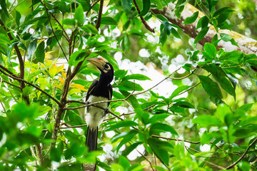 Oriental pied hornbill(Anthracoceros albirostris) stair at us on the branch in nature