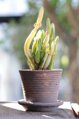green cactus in a pot
