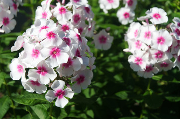 Fototapeta premium white and pink inflorescence of a garden phlox