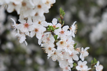 early spring