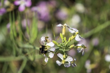 Bumble bee on a flower in a field