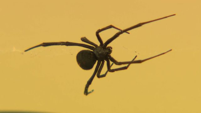 Close up top view of a redback spider sitting still in its web