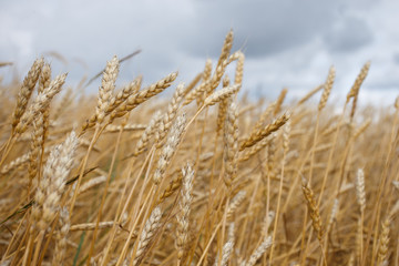 spikelets of wheat against the sky as a harvest