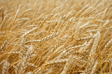 spikelets of wheat as a harvest