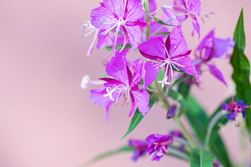 blue flowers on a white background