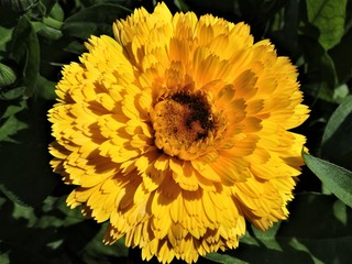 Yellow flower of calendula