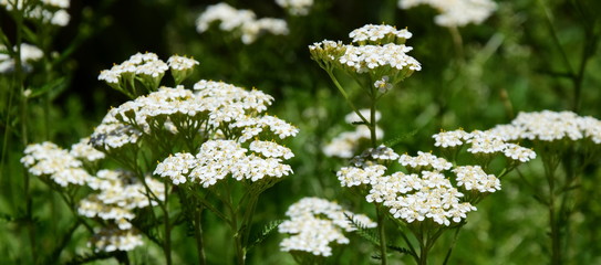 Schafgarbe - Bergschafgarbe - Heilpflanze - Pflanzenheilkunde © Zeitgugga6897