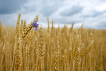 spikelets of wheat against the sky and the cornflower