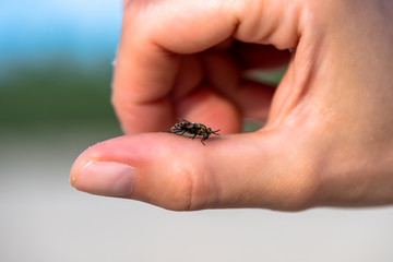 Obraz premium the insect in the woman's han